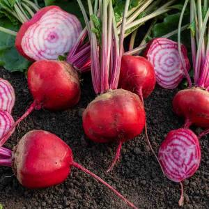 Betterave Potagère Chioggia - Cuisine du Monde